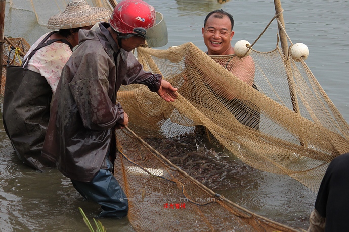 【实拍】广州南沙生态养虾喜获丰收