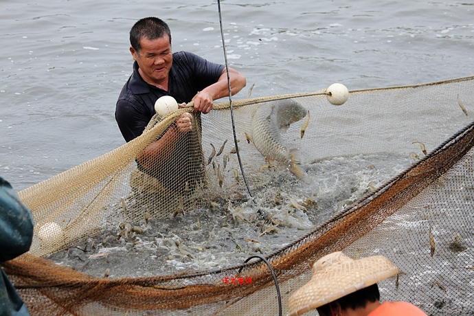 【实拍】广州南沙生态养虾喜获丰收