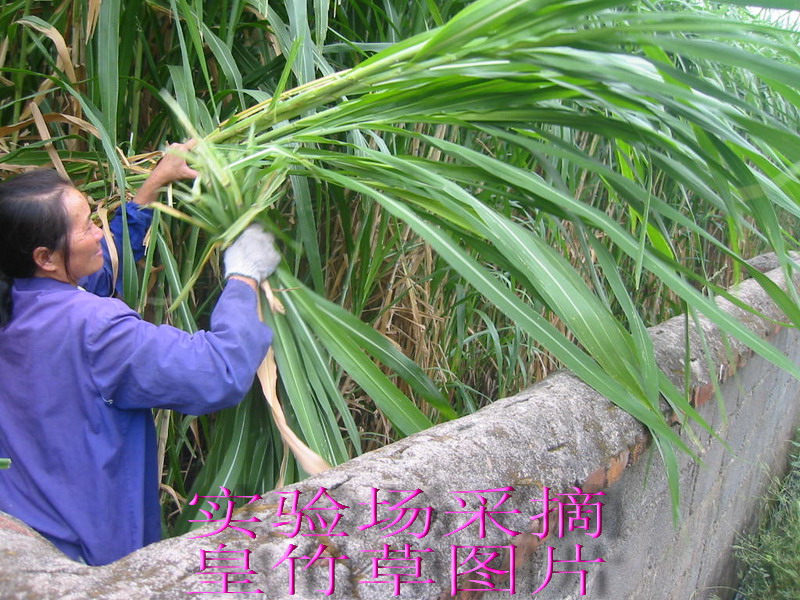 实验场育种皇竹草叶子采摘图片