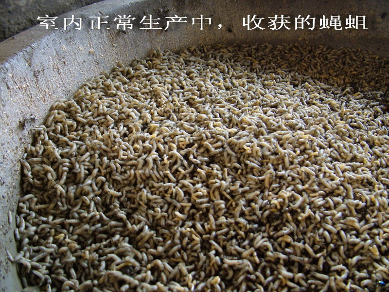 苍蝇蝇蛆冬季加温养殖现场图片