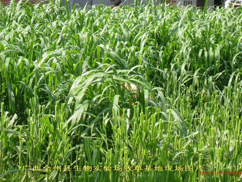 新型皇竹草刈割再生全程记录