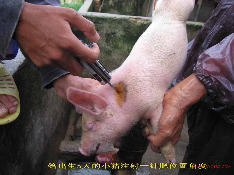 猪注射一针肥的正确位置和手法