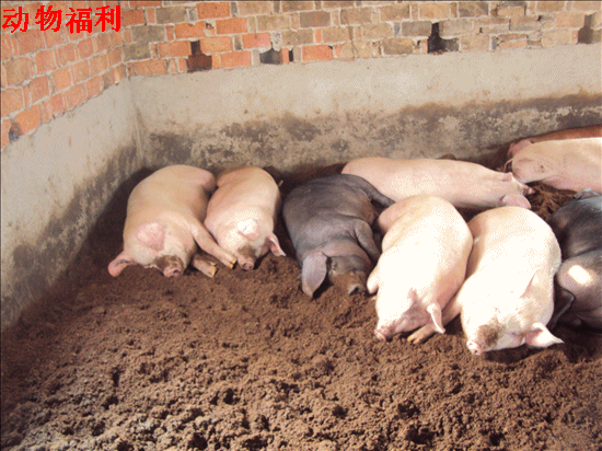 主题:怎样养猪省力又赚钱?