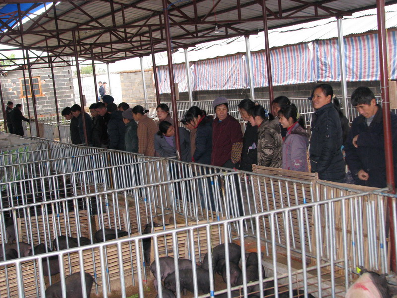 dvubb 图片点击可在新窗口打开查看