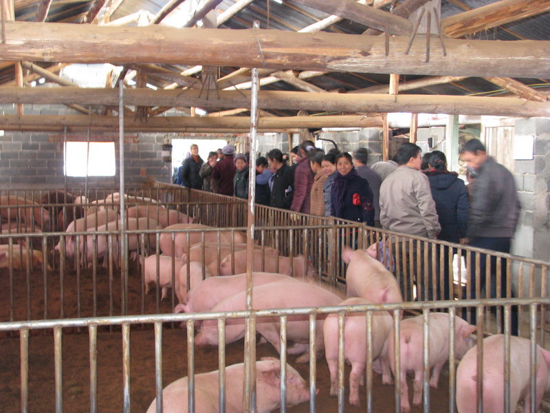 dvubb 图片点击可在新窗口打开查看