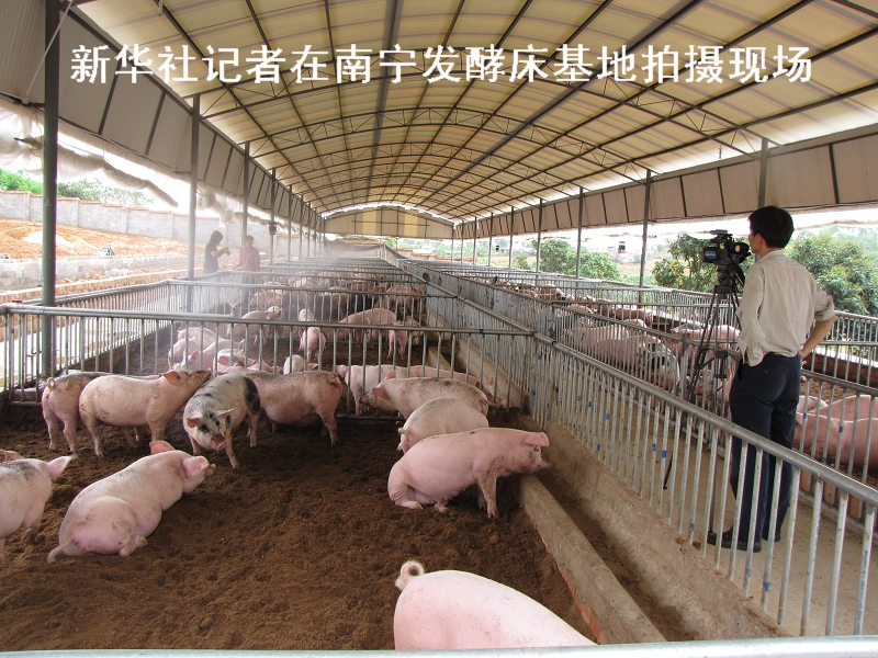 广西“懒汉养猪”破解养殖污染难题