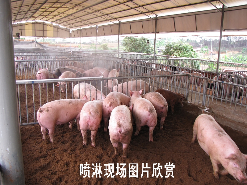 dvubb 按此在新窗口浏览图片