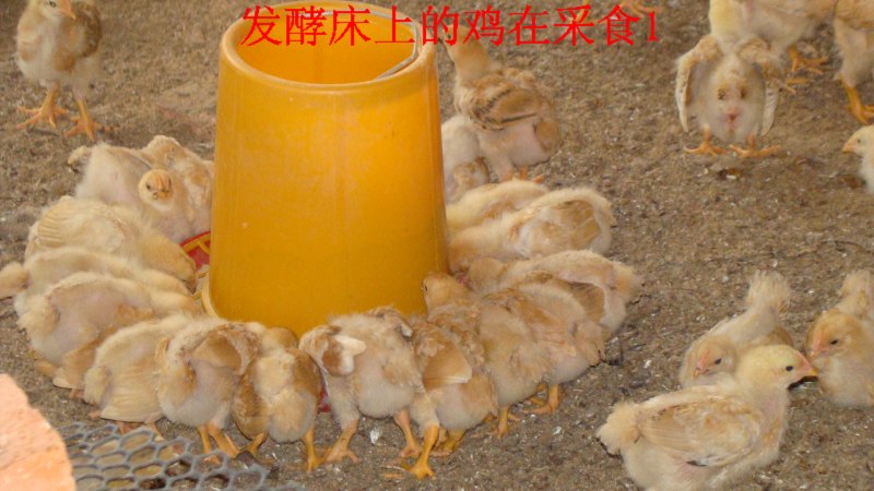 如何对活力发酵床的鸡进行日常管理？    