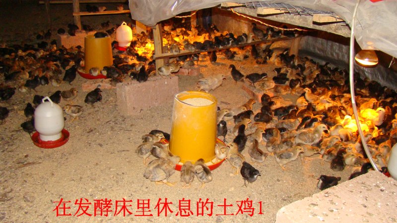 活力发酵床养鸡有哪些注意事项？