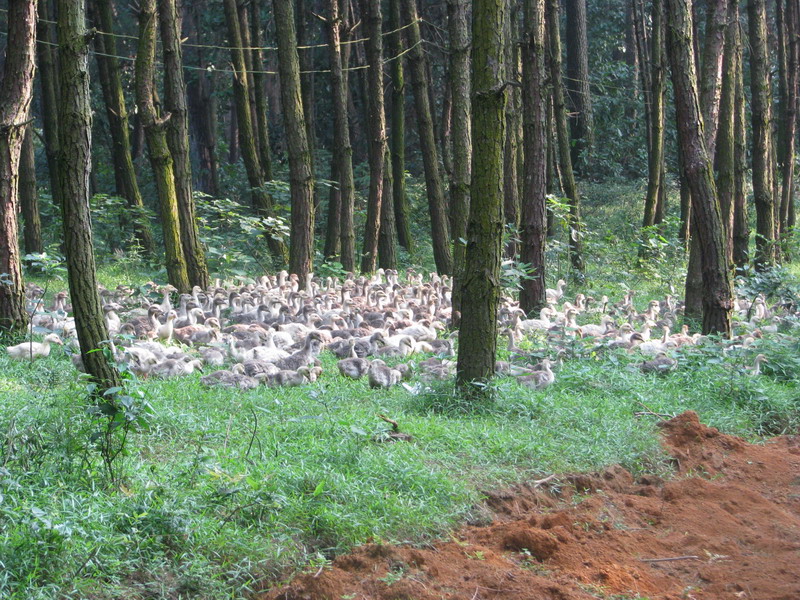 dvubb 图片点击可在新窗口打开查看