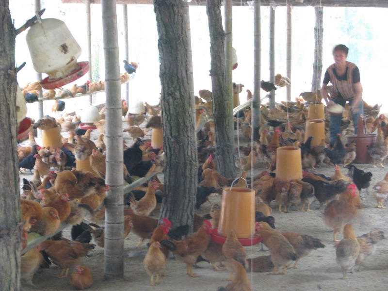 dvubb 图片点击可在新窗口打开查看