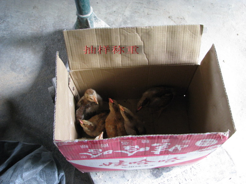 dvubb 图片点击可在新窗口打开查看