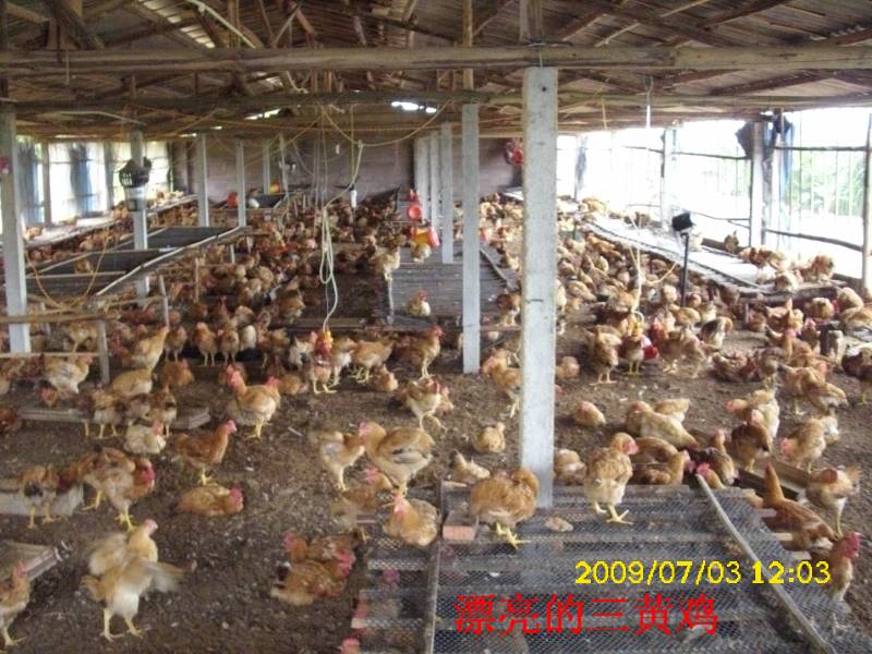 采用活力发酵床养鸡有哪些优点？