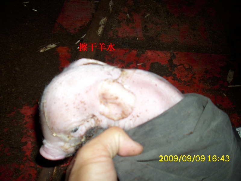 dvubb 图片点击可在新窗口打开查看