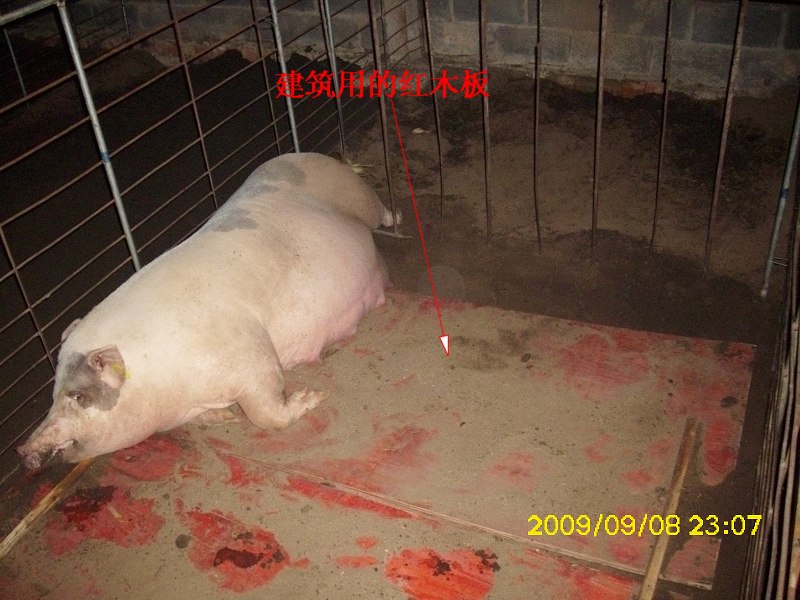 dvubb 图片点击可在新窗口打开查看