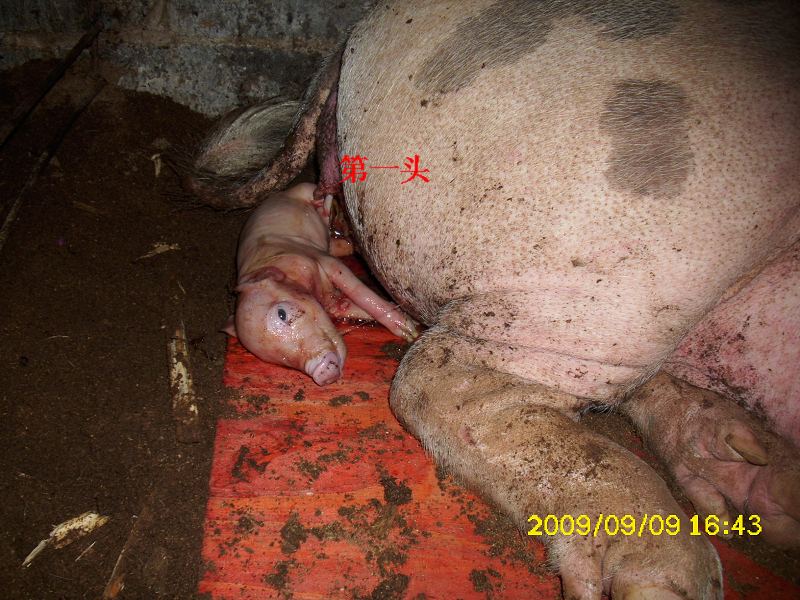 dvubb 图片点击可在新窗口打开查看