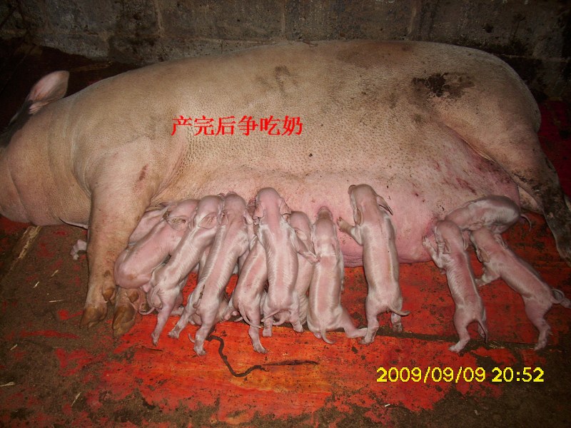 dvubb 图片点击可在新窗口打开查看