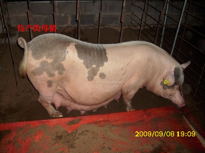 dvubb 图片点击可在新窗口打开查看