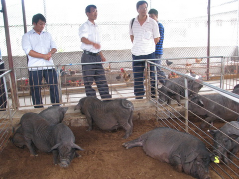 dvubb 图片点击可在新窗口打开查看