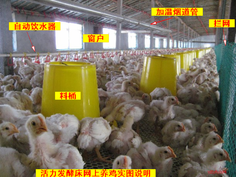 网上养鸡可以运用发酵床吗？   