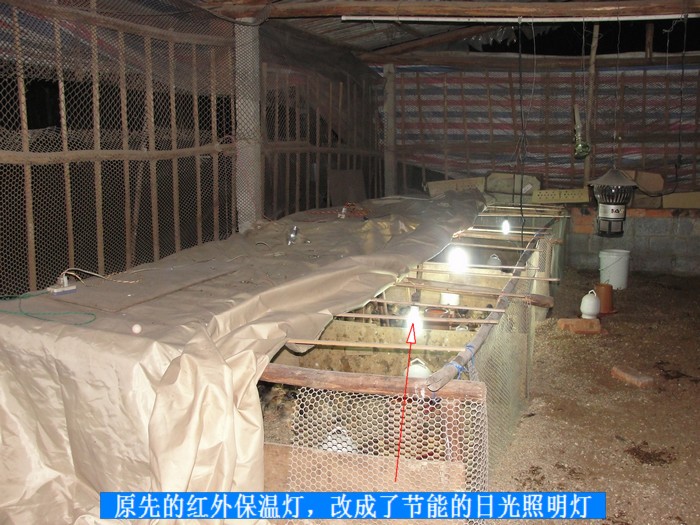 不小的惊扰,养快大鸡,抗生素是常备,小鸡开饮的时候就要加入抗生素