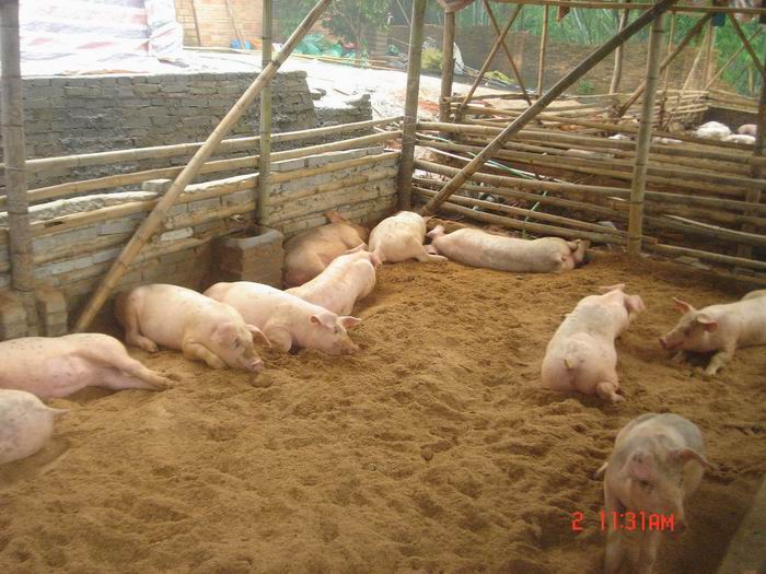 dvubb 图片点击可在新窗口打开查看