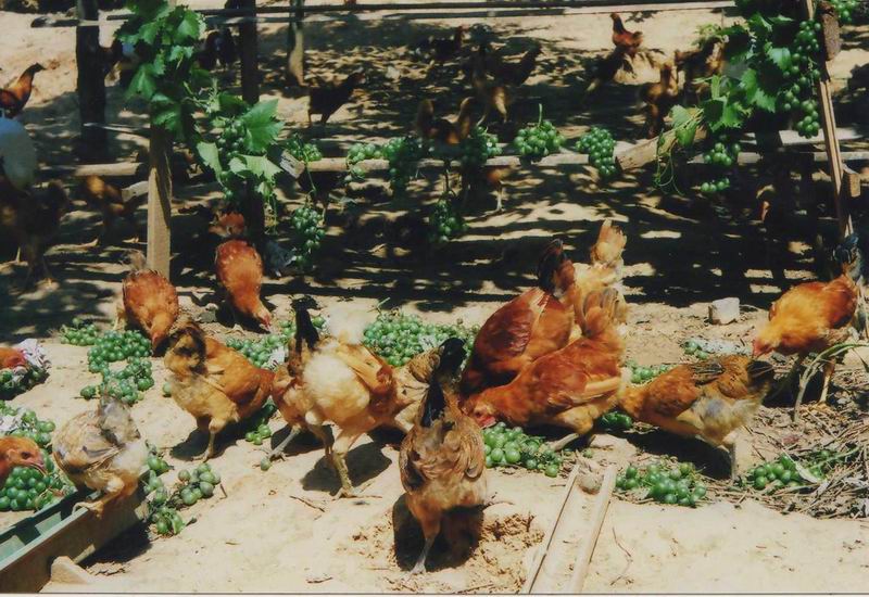 dvubb 按此在新窗口浏览图片