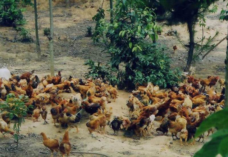 dvubb 按此在新窗口浏览图片