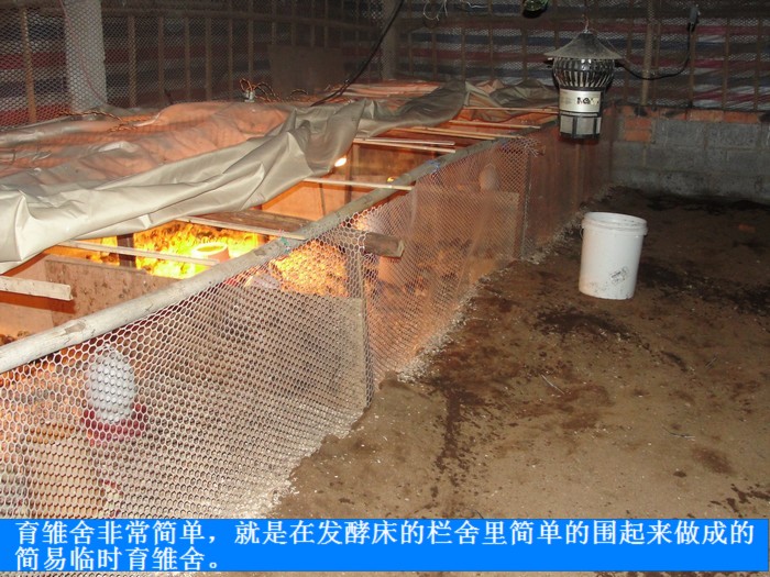 发酵床养鸡日记一