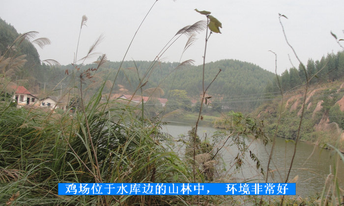 dvubb 按此在新窗口浏览图片