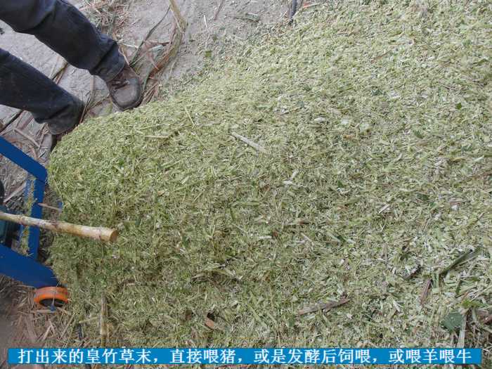主题:有了它,皇竹草一年四季可以给羊供草了