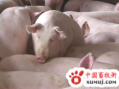 dvubb 按此在新窗口浏览图片