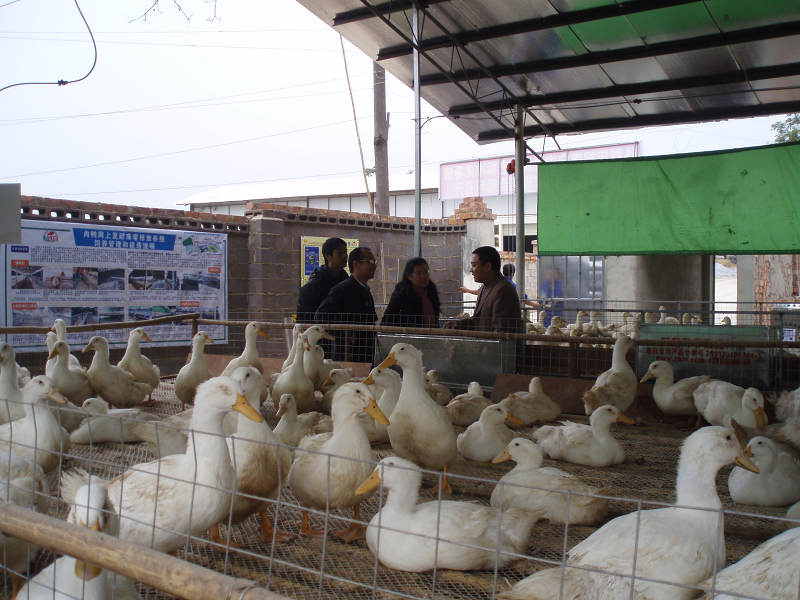 dvubb 图片点击可在新窗口打开查看