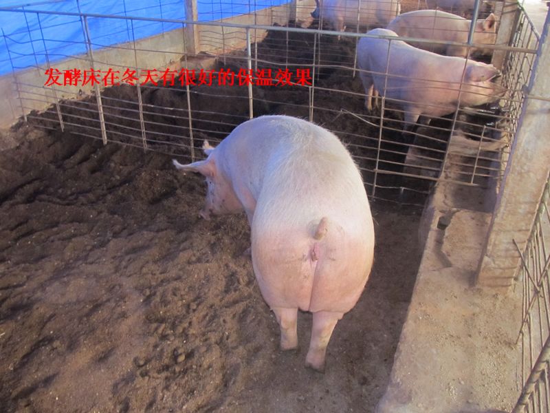 dvubb 按此在新窗口浏览图片