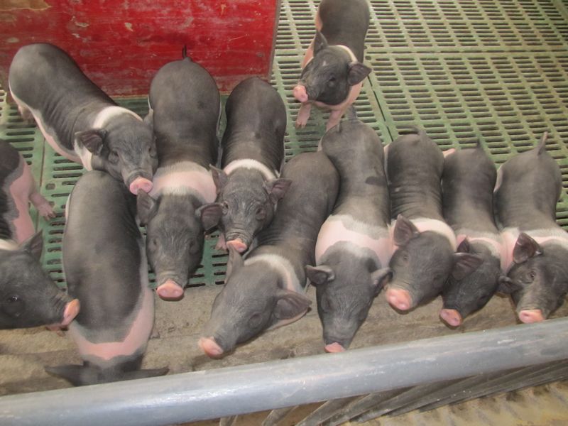 dvubb 按此在新窗口浏览图片