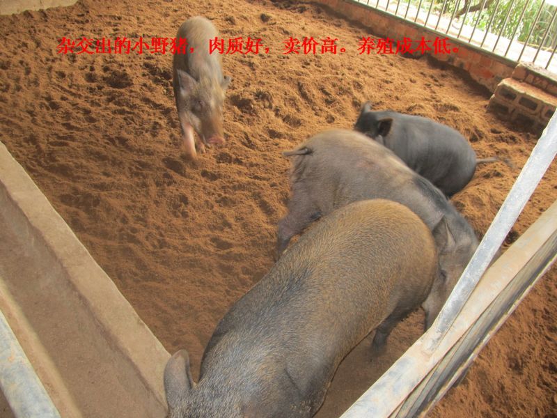 dvubb 按此在新窗口浏览图片