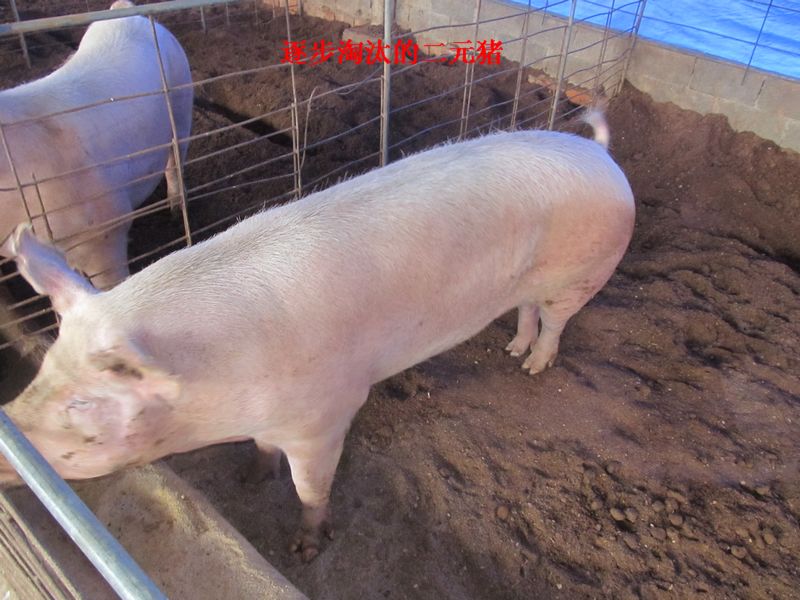 dvubb 按此在新窗口浏览图片