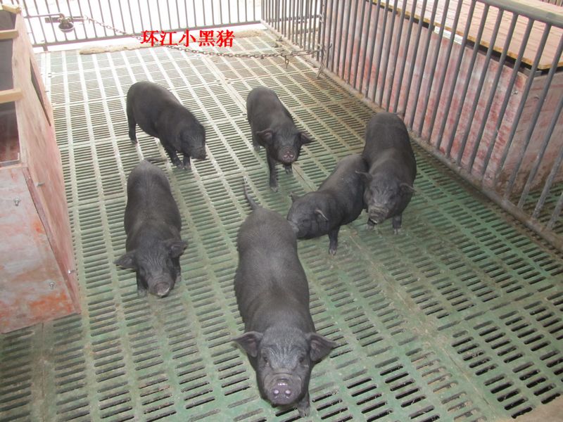 dvubb 按此在新窗口浏览图片