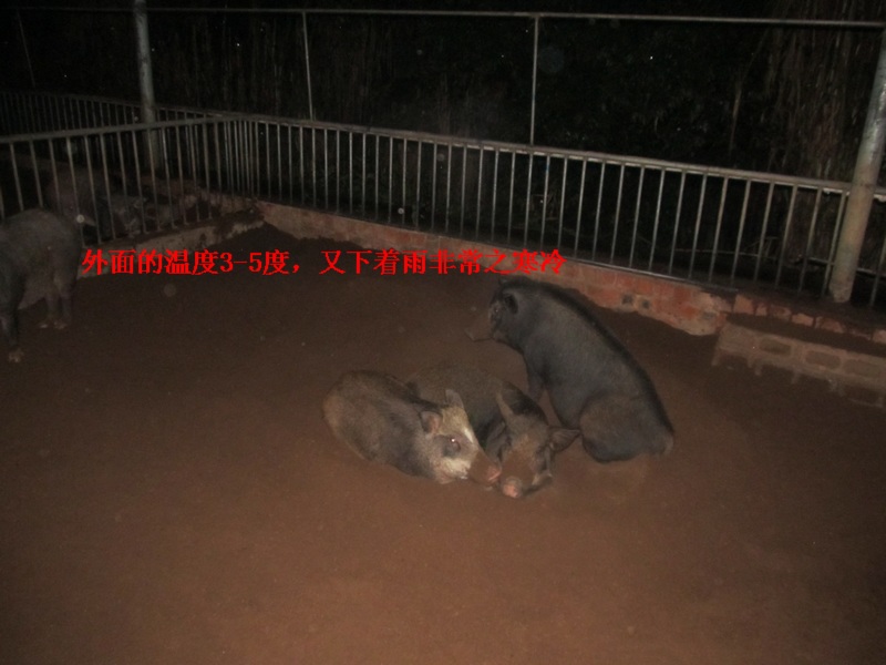 dvubb 图片点击可在新窗口打开查看