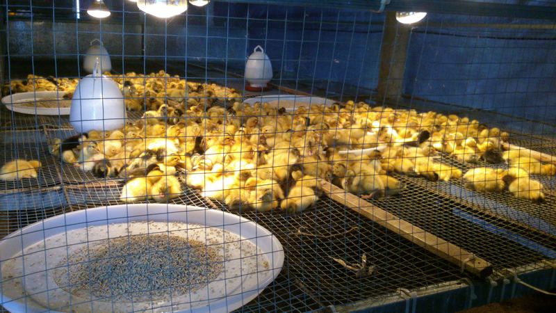 dvubb 按此在新窗口浏览图片