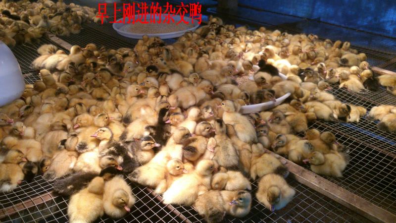 dvubb 按此在新窗口浏览图片