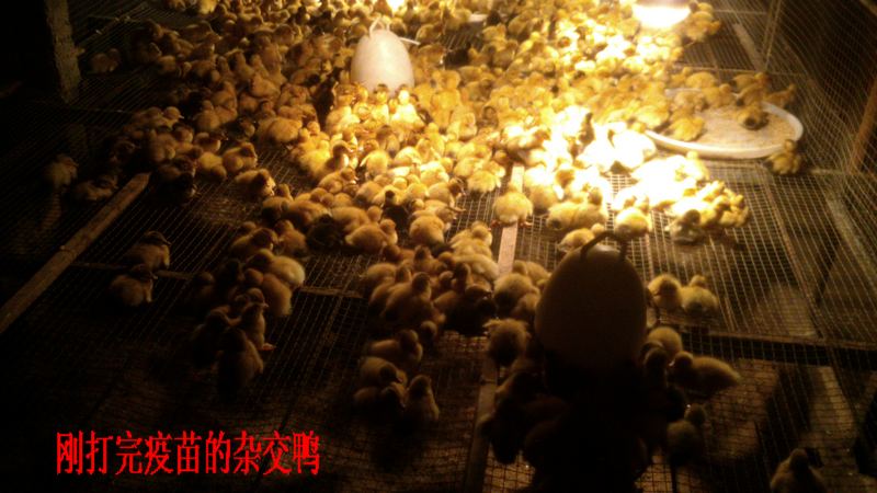 dvubb 按此在新窗口浏览图片