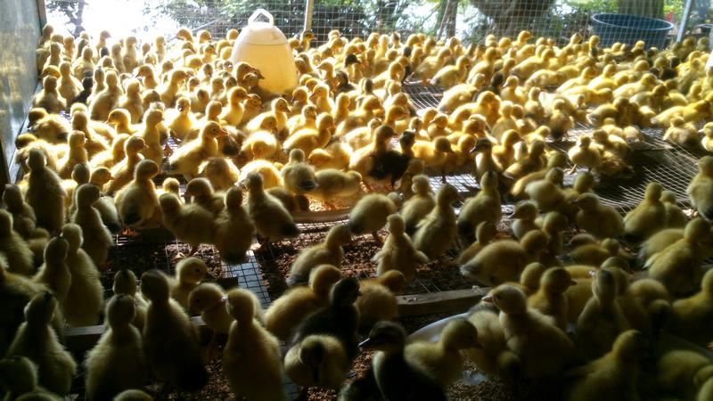 dvubb 按此在新窗口浏览图片