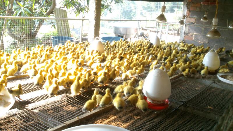 dvubb 按此在新窗口浏览图片