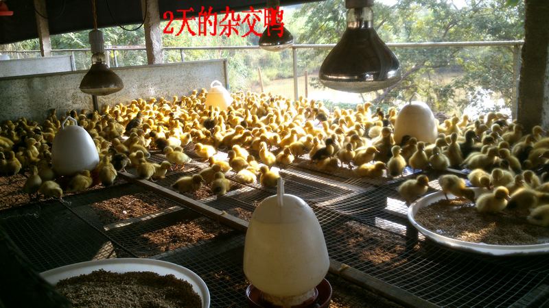 dvubb 按此在新窗口浏览图片