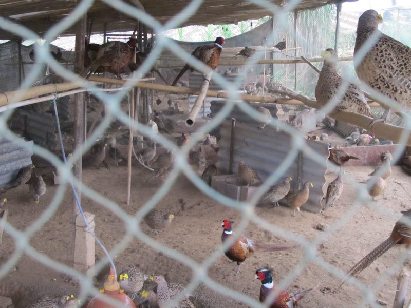 dvubb 图片点击可在新窗口打开查看