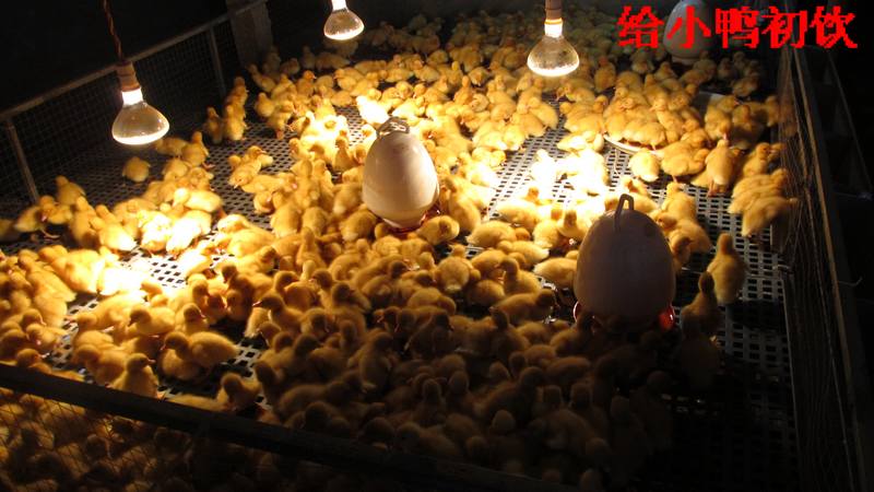 dvubb 按此在新窗口浏览图片