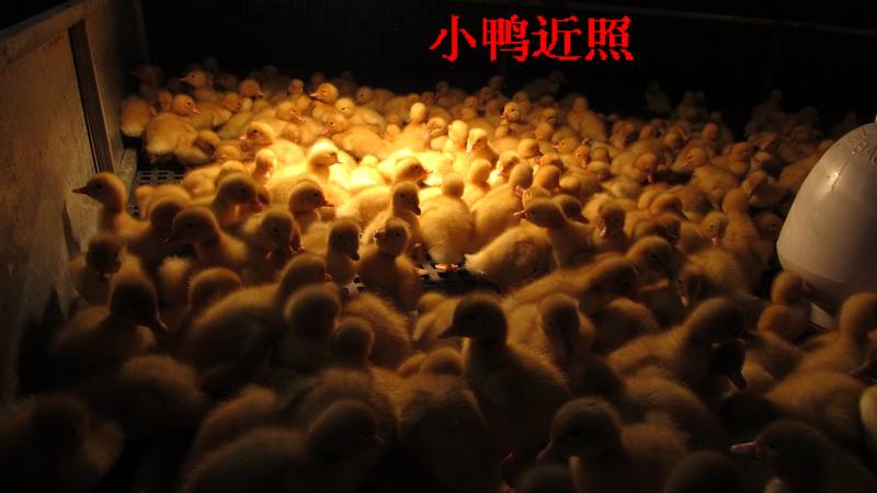 dvubb 按此在新窗口浏览图片