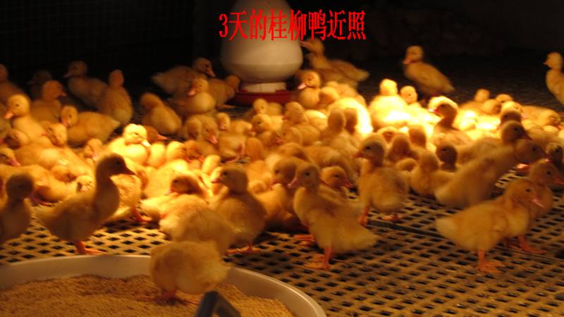 dvubb 按此在新窗口浏览图片