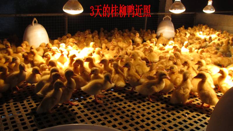 dvubb 按此在新窗口浏览图片